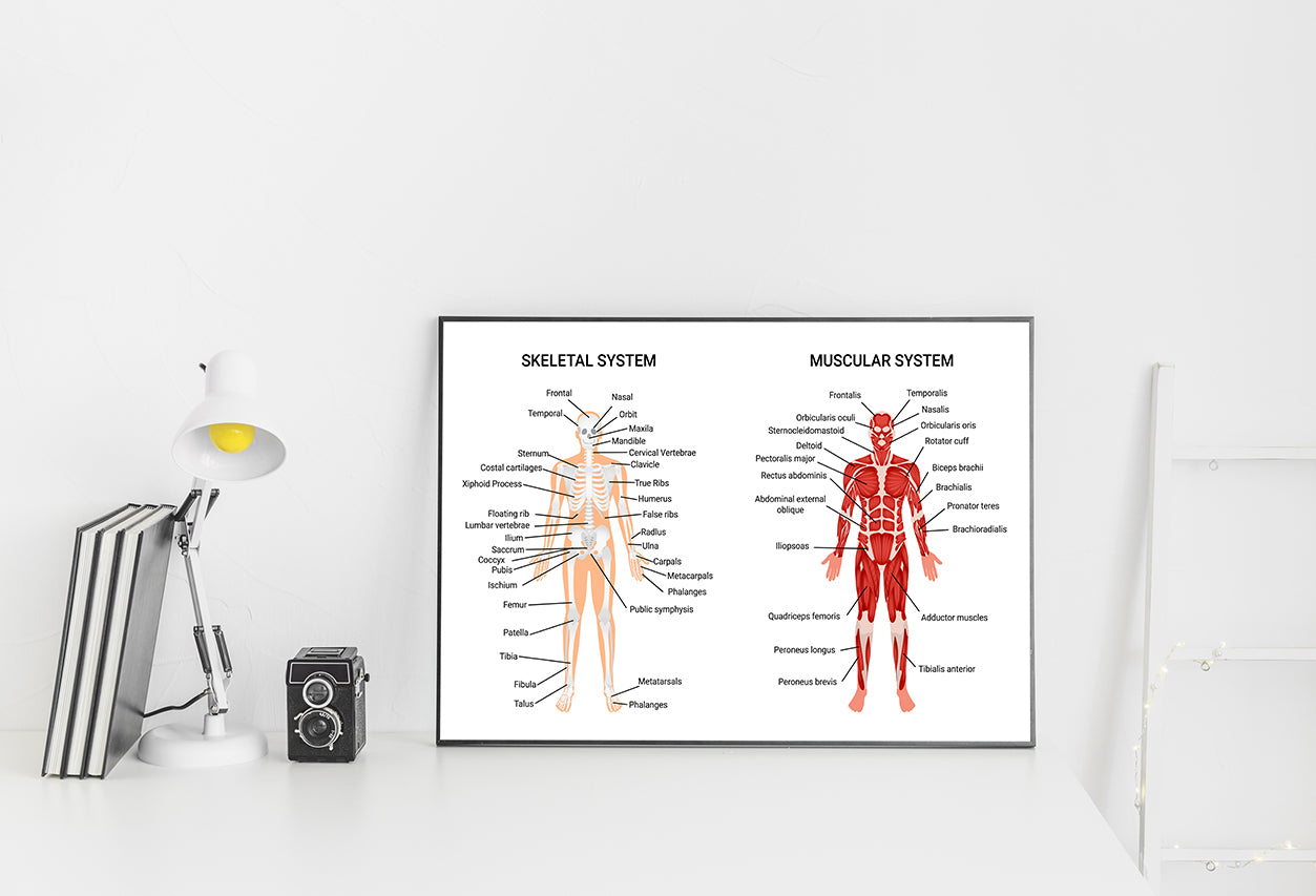 Skeletal & Muscular Systems Home Decor Premium Quality Poster Print Choose Your Sizes