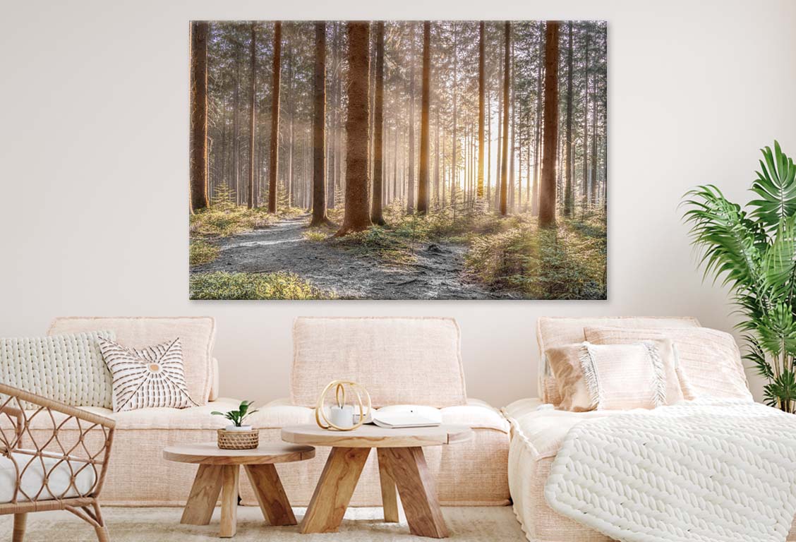 Forest with Sun Rays 100% Australian Made