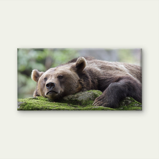 Brown Bear Grizzly Wildlife Wall Art Canvas Office Home Room Framed 120x60cm