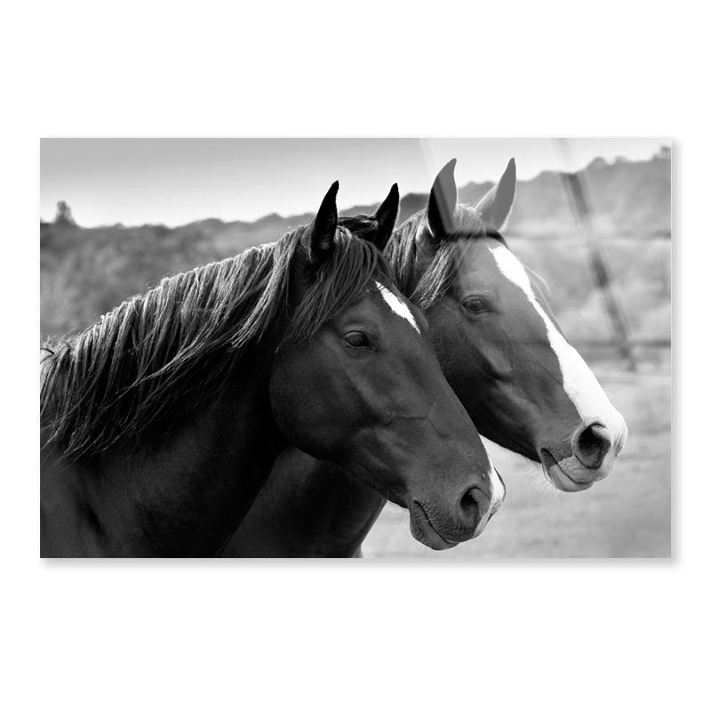 Two Horses in A Meadow Acrylic Glass Print Tempered Glass Wall Art 100% Made in Australia Ready to Hang