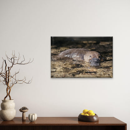 Platypus Tasmanian Creek Wall Art Decor 100% Australian Made