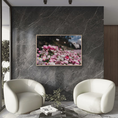 Vibrant Australian Paper Daisies in Bloom Wall Art Decor 100% Australian Made