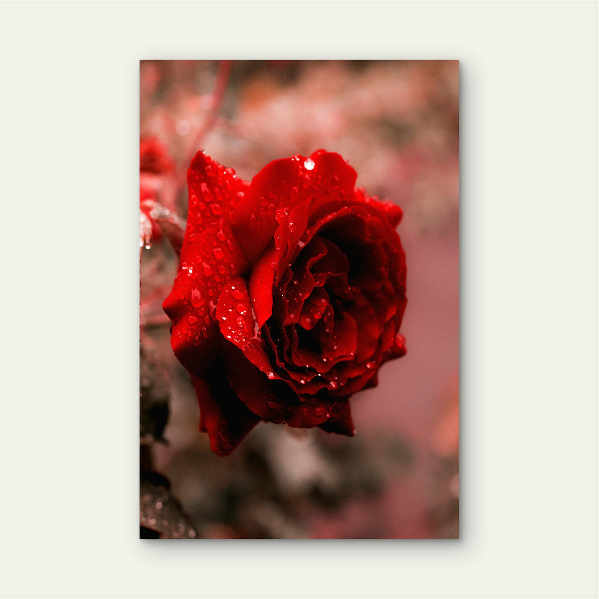 Close-Up of Red Rose with Water Droplets 60x90cm Metal Print Ready to Hang