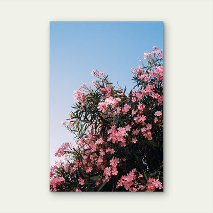 Pink Oleander Flowers Blooming Against Blue Sky 60x90cm Metal Print Ready to Hang