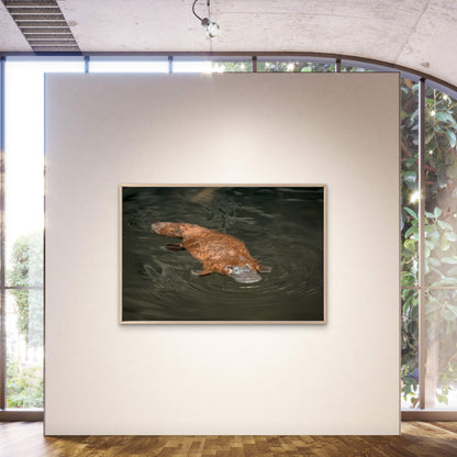 Platypus Eastern Australia Wall Art Decor 100% Australian Made