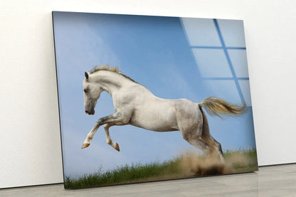 Running White Horse UV Direct Aluminum Print Australian Made Quality