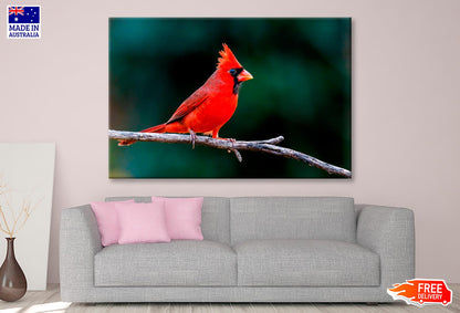 Northern Cardinal Bird On Branch Closeup Wall Art Decor 100% Australian Made