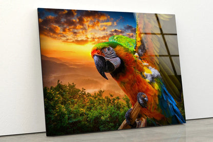 Macaw Parrot Sunset Sky UV Direct Aluminum Print Australian Made Quality