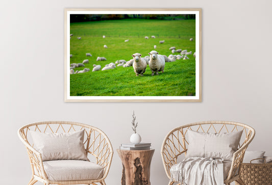 Herd Of Sheeps in Grass Plain Home Decor Premium Quality Poster Print Choose Your Sizes