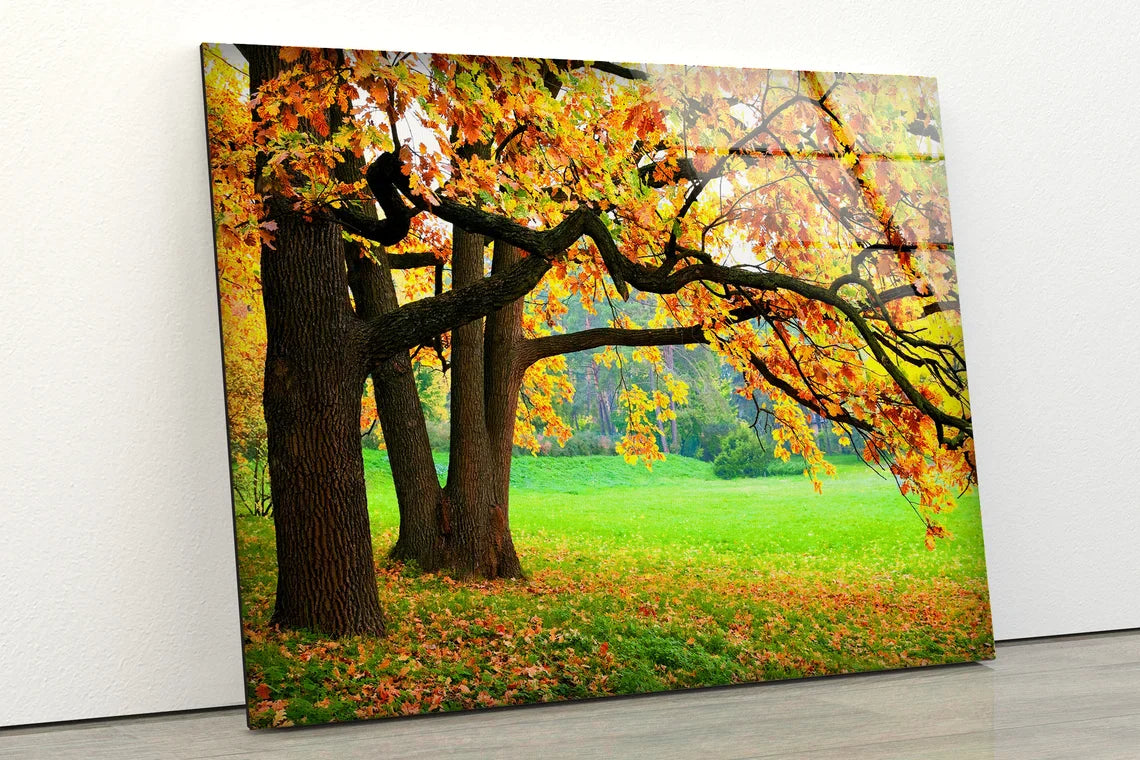 Autumn Trees on Garden UV Direct Aluminum Print Australian Made Quality