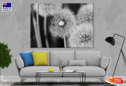 Dandelions Closeup B&W Photograph 90x60cm Print 100% Australian Made