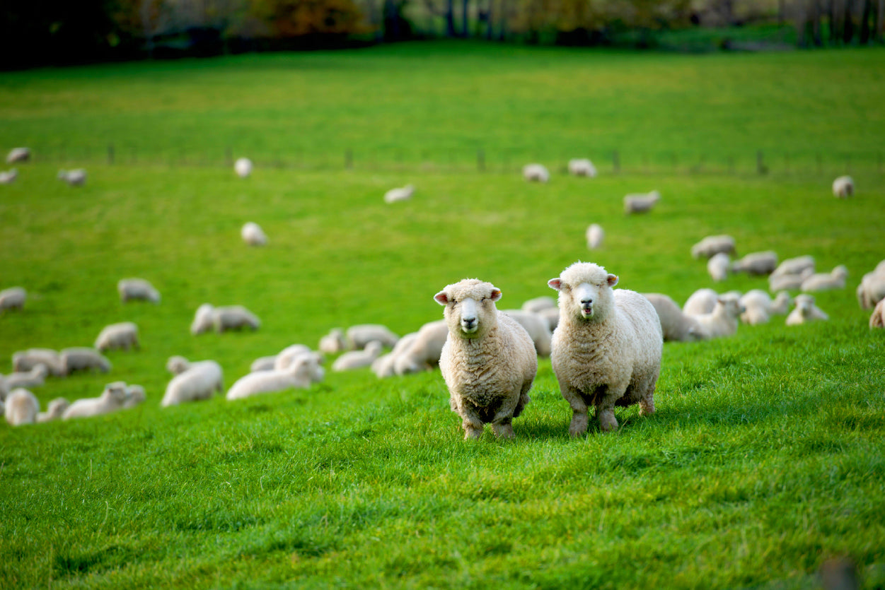 Herd Of Sheeps in Grass Plain Home Decor Premium Quality Poster Print Choose Your Sizes