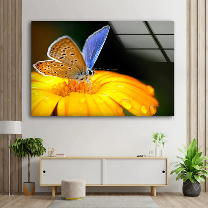 Butterfly on Flower UV Direct Aluminum Print Australian Made Quality