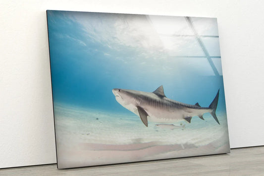 Shark in Blue Sea View UV Direct Aluminum Print Australian Made Quality