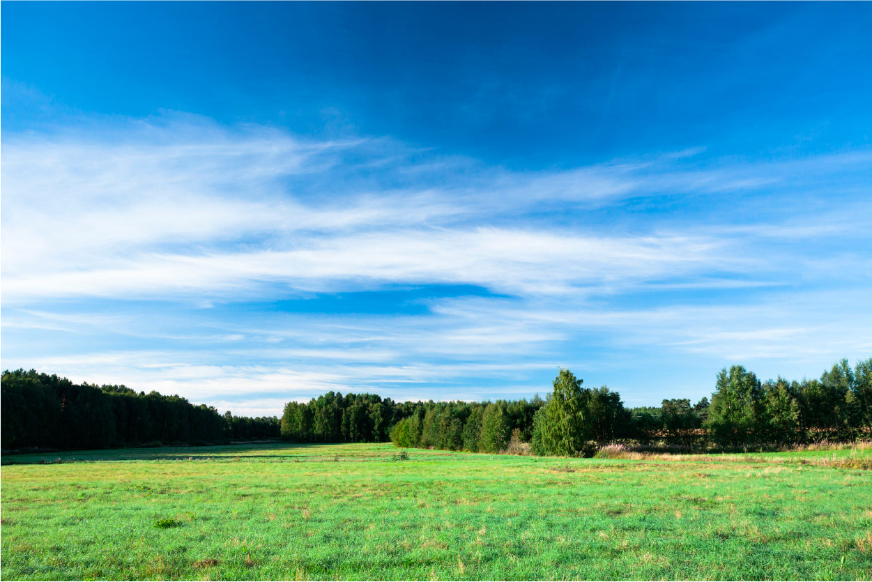 Tranquil Grassland at Sunrise Home Decor Premium Quality Poster Print Choose Your Sizes