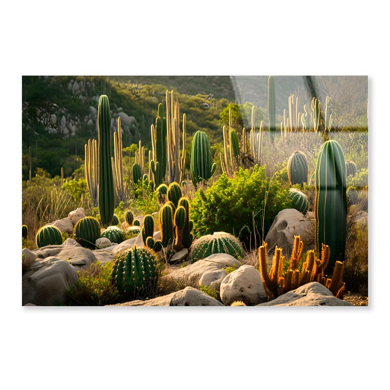 Captivating Landscape of Cacti in Mexico  Acrylic Glass Print Tempered Glass Wall Art 100% Made in Australia Ready to Hang