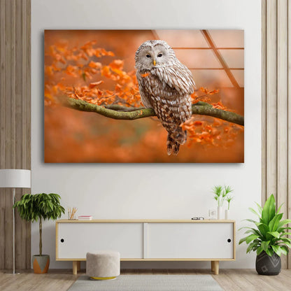 Owl on Autumn Tree UV Direct Aluminum Print Australian Made Quality