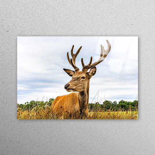 Deer Wild Animal Wall Art Acrylic Glass Print Tempered Glass Wall Art 100% Made in Australia Ready to Hang