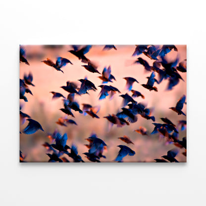 Flying Birds Silhouettes Sunset  Wall Art Decor 100% Australian Made