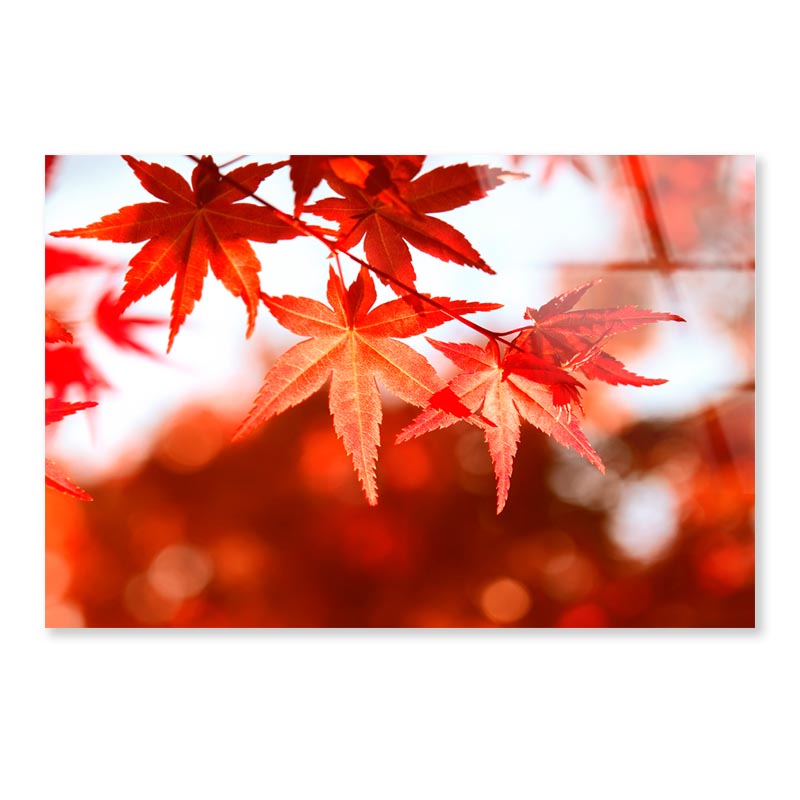 Autumn Leaves Closeup View Acrylic Glass Print Tempered Glass Wall Art 100% Made in Australia Ready to Hang