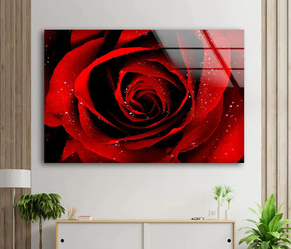 Red Rose Closeup View UV Direct Aluminum Print Australian Made Quality