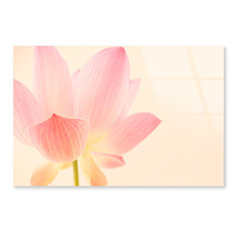 Pink Flower With a White Background Acrylic Glass Print Tempered Glass Wall Art 100% Made in Australia Ready to Hang