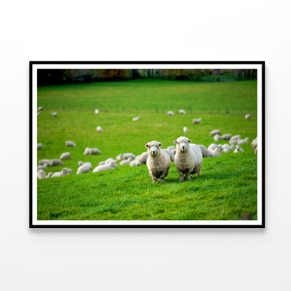 Herd Of Sheeps in Grass Plain Home Decor Premium Quality Poster Print Choose Your Sizes