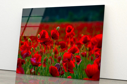 Poppy Flowers Close-up Acrylic Glass Print Tempered Glass Wall Art 100% Made in Australia Ready to Hang