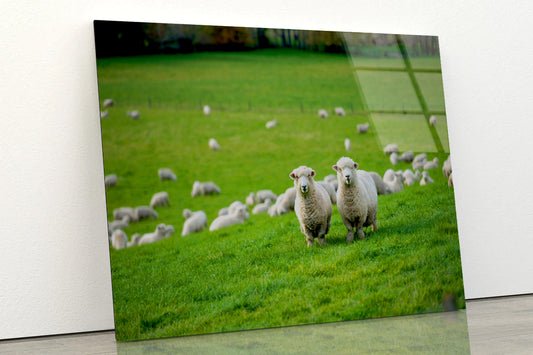 Herd Of Sheeps in Grass Plain Acrylic Glass Print Tempered Glass Wall Art 100% Made in Australia Ready to Hang