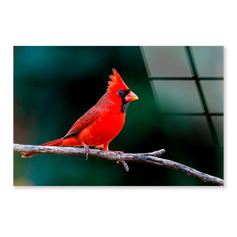 Northern Cardinal  Acrylic Glass Print Tempered Glass Wall Art 100% Made in Australia Ready to Hang