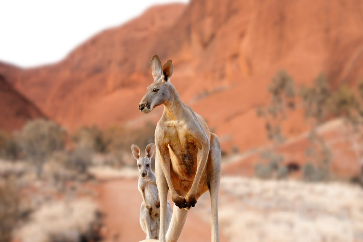 A Red Kangaroo Mother And Joey Exploring Outback Australia Wall Art Decor 100% Australian Made