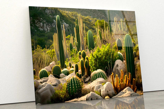 Captivating Landscape of Cacti in Mexico  Acrylic Glass Print Tempered Glass Wall Art 100% Made in Australia Ready to Hang