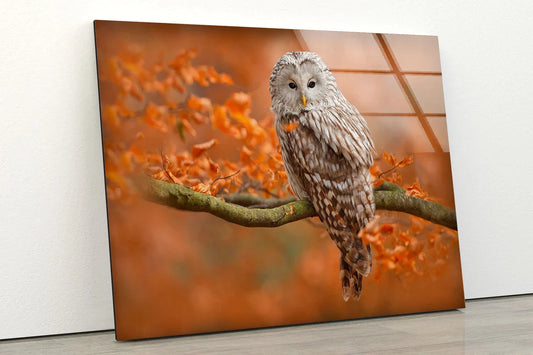 Owl on Autumn Tree UV Direct Aluminum Print Australian Made Quality