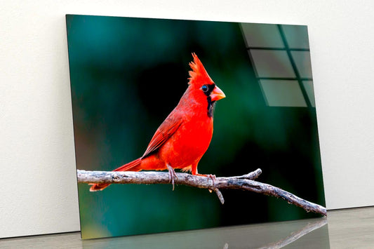 Northern Cardinal  Acrylic Glass Print Tempered Glass Wall Art 100% Made in Australia Ready to Hang