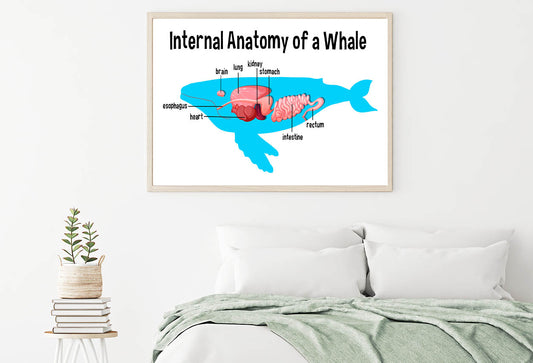 Internal Anatomy of a Whale Home Decor Premium Quality Poster Print Choose Your Sizes