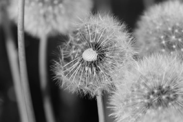 Dandelions Closeup B&W Photograph 90x60cm Print 100% Australian Made