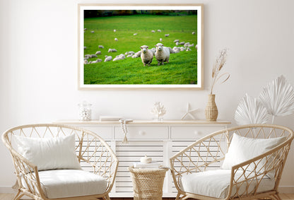 Herd Of Sheeps in Grass Plain Home Decor Premium Quality Poster Print Choose Your Sizes