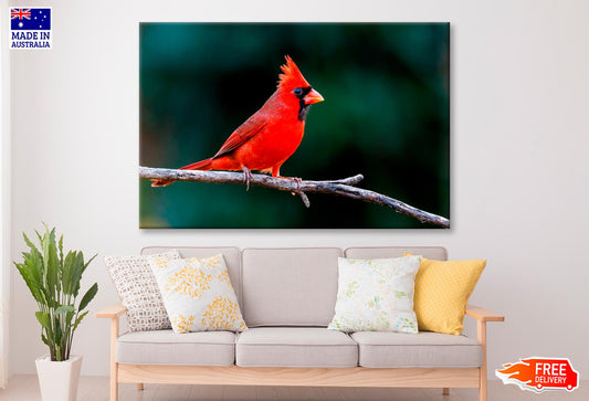 Northern Cardinal Bird On Branch Closeup Wall Art Decor 100% Australian Made