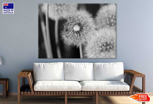 Dandelions Closeup B&W Photograph 90x60cm Print 100% Australian Made