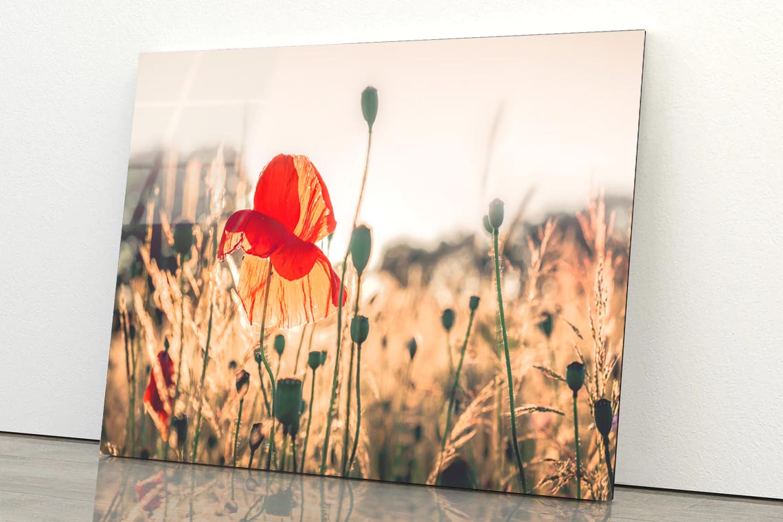 Poppy Plants in The Evening Light Acrylic Glass Print Tempered Glass Wall Art 100% Made in Australia Ready to Hang