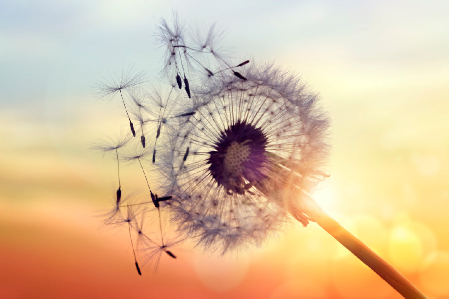 Dandelion Silhouette Sunset Glass Framed Wall Art, Ready to Hang Quality Print