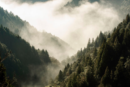 Fog In Forest, Early Morning Scene in Mountain Acrylic Glass Print Tempered Glass Wall Art 100% Made in Australia Ready to Hang