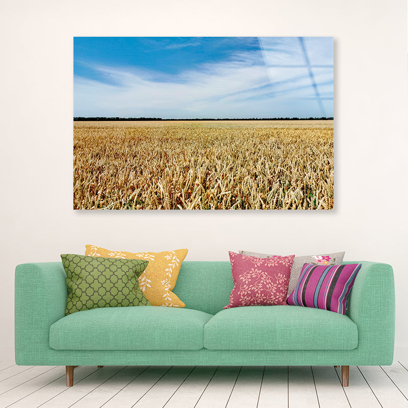 View of a Large Field Of Crops under a Blue Sky Acrylic Glass Print Tempered Glass Wall Art 100% Made in Australia Ready to Hang