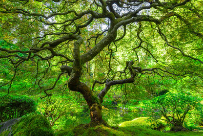 Japanese Maple Trees in Forest Home Decor Premium Quality Poster Print Choose Your Sizes