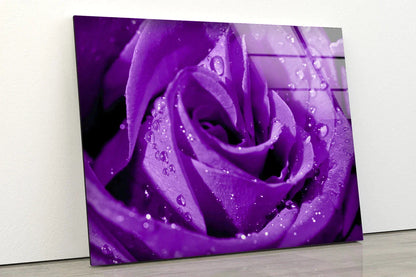 Droplet on Purple Rose UV Direct Aluminum Print Australian Made Quality