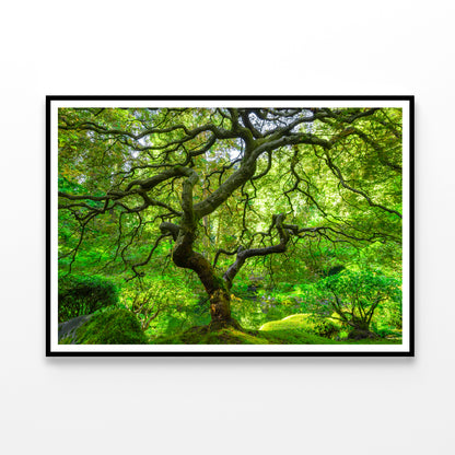 Japanese Maple Trees in Forest Home Decor Premium Quality Poster Print Choose Your Sizes