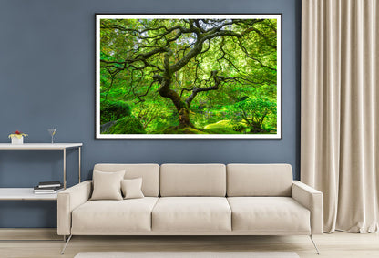 Japanese Maple Trees in Forest Home Decor Premium Quality Poster Print Choose Your Sizes