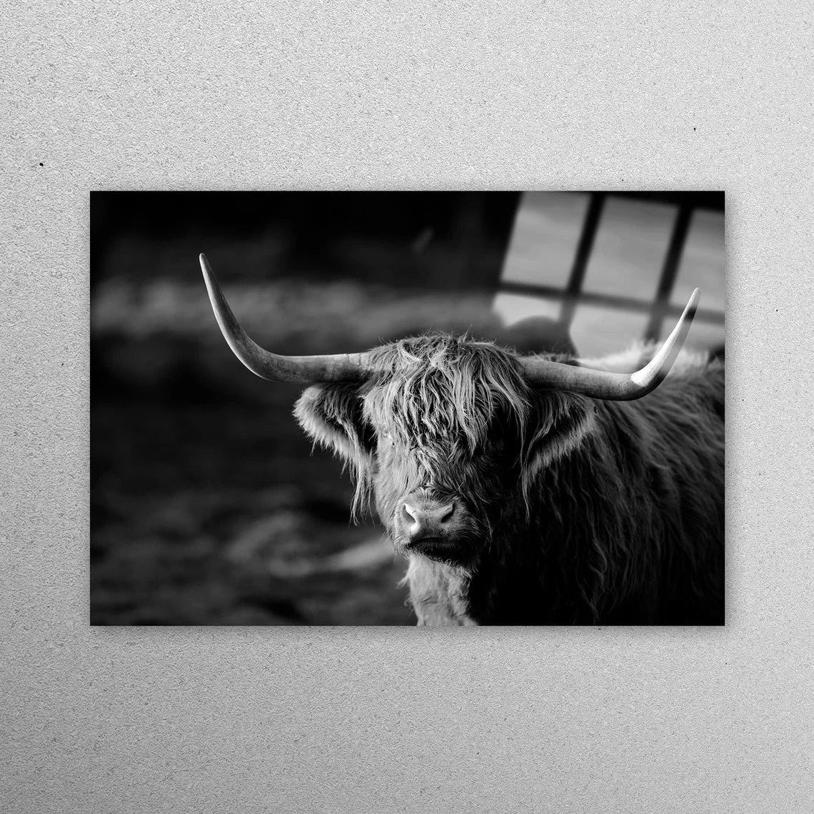 Scottish Highland Cattle Wall Art Acrylic Glass Print Tempered Glass Wall Art 100% Made in Australia Ready to Hang