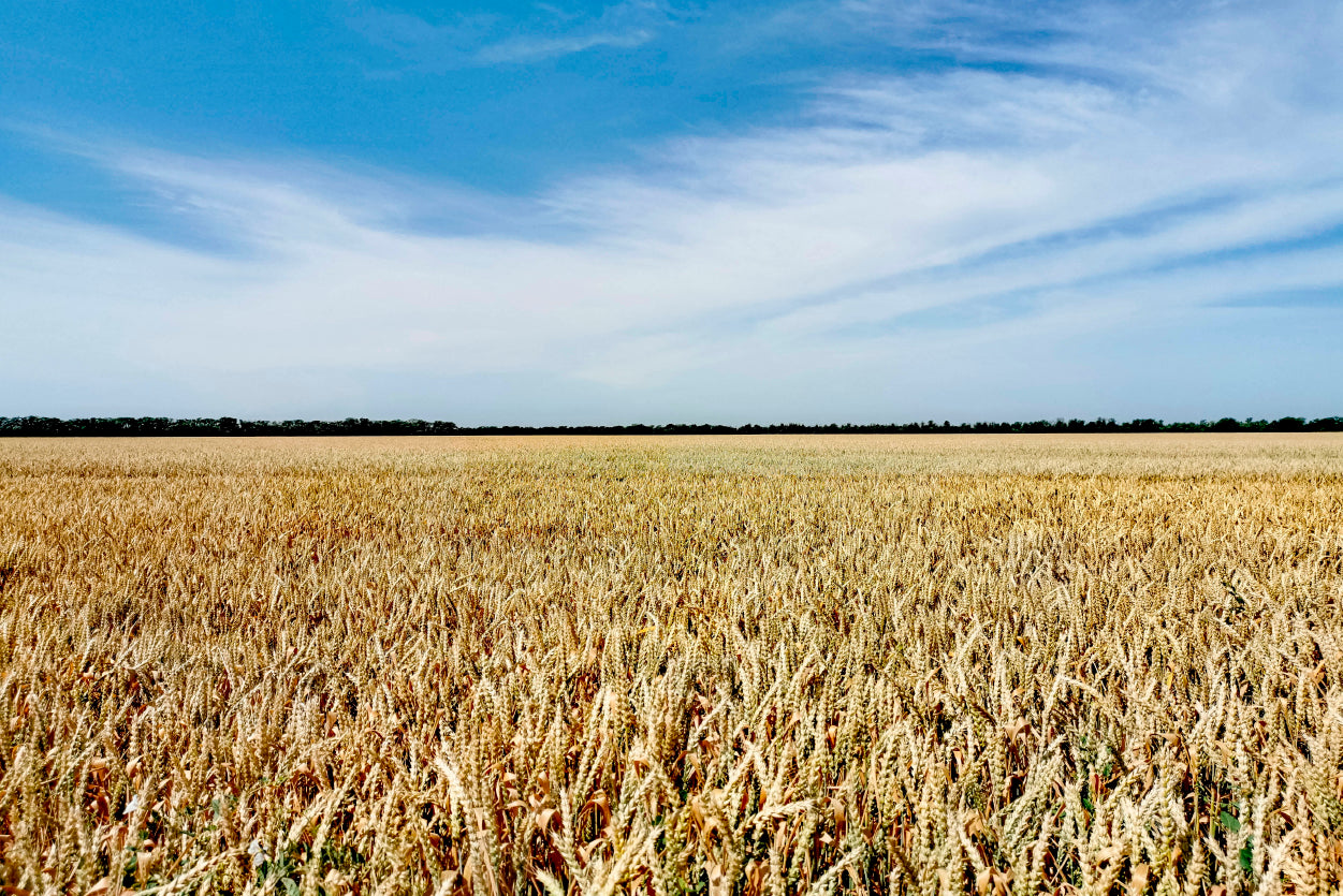 View of a Large Field Of Crops under a Blue Sky Home Decor Premium Quality Poster Print Choose Your Sizes