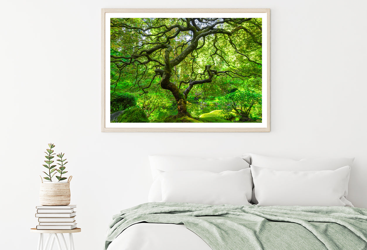 Japanese Maple Trees in Forest Home Decor Premium Quality Poster Print Choose Your Sizes